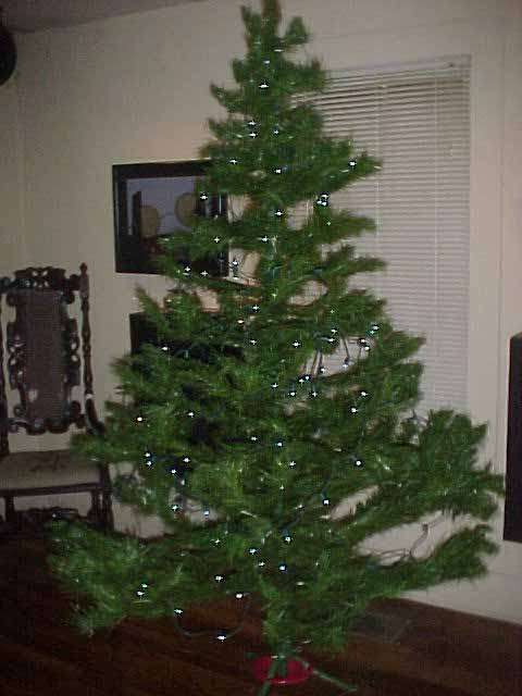 12/1/05-- Christmas Tree (lights on, no trim)