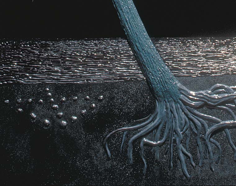 Detail of beach, arrowhead, and tree roots