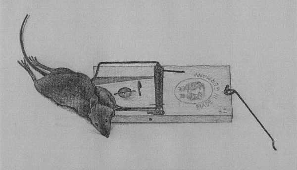 drawing of a mouse in a trap