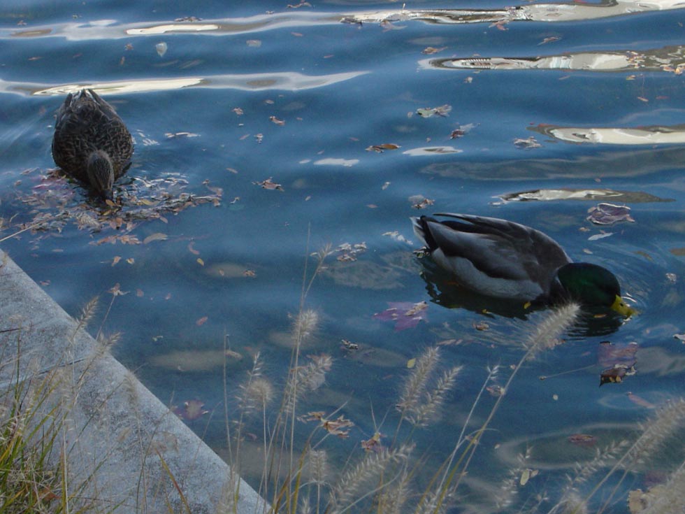 Ducks