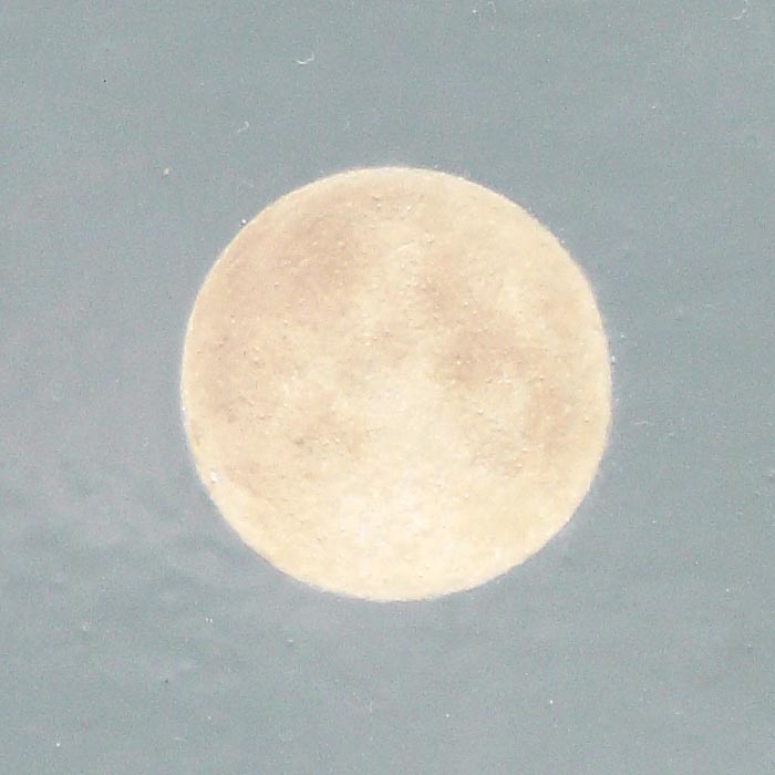 detail of full moon